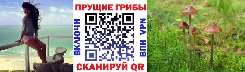 Псилоцибиновые грибы мухоморы  kraken ТОР  Алушта 